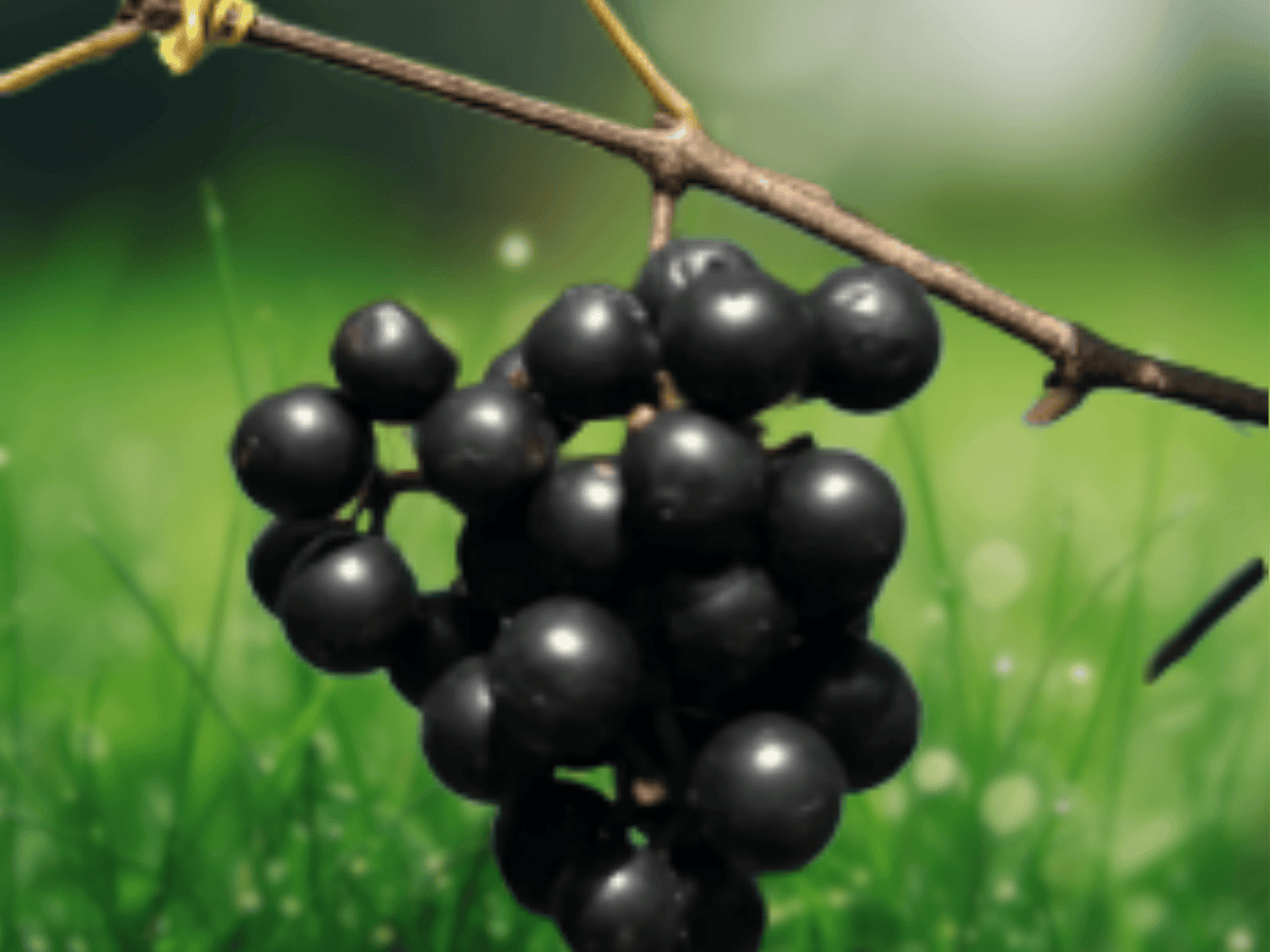 1 Live Plant Muscadine Grape Southern Home Vitis Starter Plant
