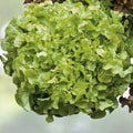 Salad Bowl Lettuce Seeds | NON-GMO Heirloom | Fresh Garden Variety | Lactuca sativa | Culinary Herb Seeds for Home Garden
