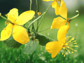 5 Seeds Greater Celandine Chelidonium majus Yellow Flower Plant