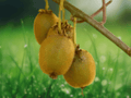 3 Live Plant Vincent Kiwi Starter Plug Actinidia chinensis