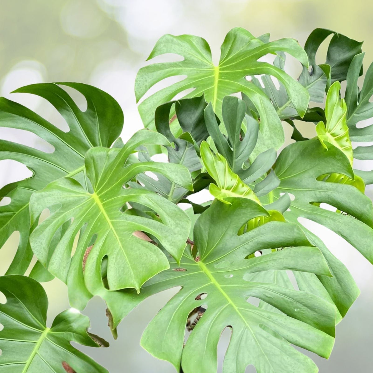 Monstera Deliciosa Plant in 7 Gallon Pot - Large Swiss Cheese Plant for Indoor Decor (Monstera Deliciosa)