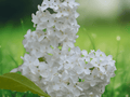 1 Live Plant Madame Lemoine White French Lilac Starter Plant Fragrant Blooms