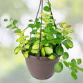 Hoya Australis Plant 6in Hanging Basket Pot, White Flowers, Easy Care Tropical Indoor Vine (Hoya australis)