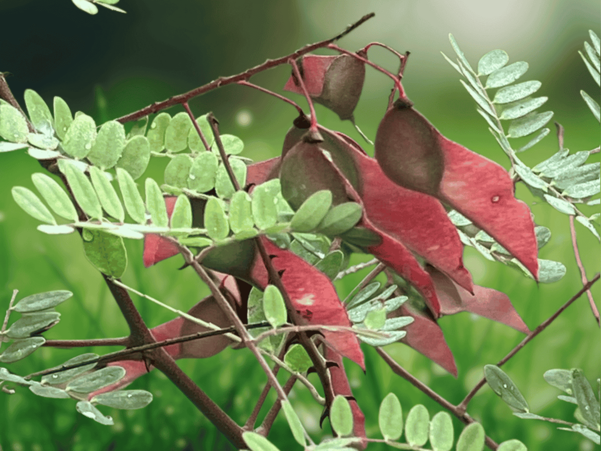 5 Seeds Pterolobium hexapetalum Indian Redwing Climbing Shrub