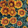 Gazania Seeds 75+ Mystic Flame Variety Fragrant Fresh Non-GMO Flower Seeds Gazania rigens