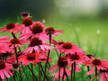 50 Seeds Solar Flare Coneflower Echinacea Hybrid Hardy Perennial Bright Magenta Blooms Attract Butterflies Easy Grow Garden Patio