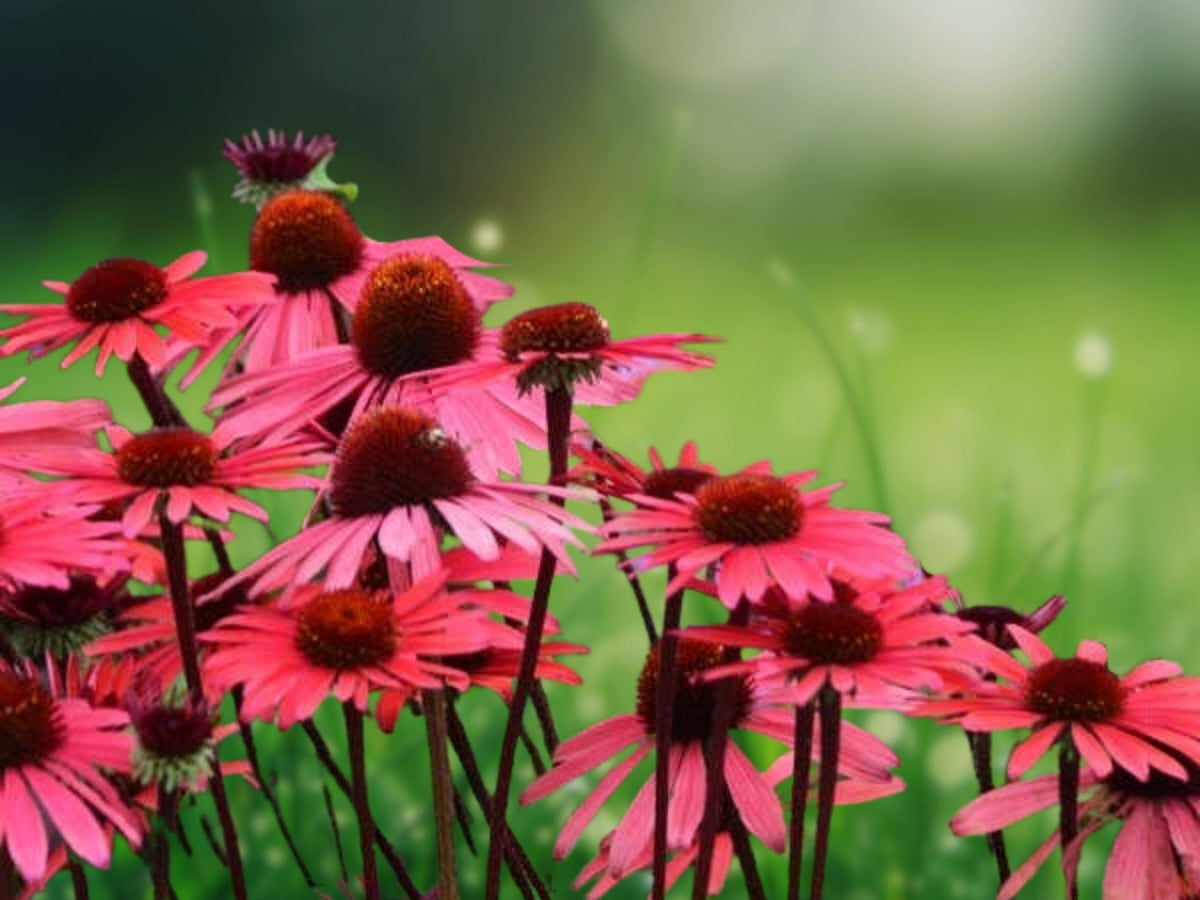 50 Seeds Solar Flare Coneflower Echinacea Hybrid Hardy Perennial Bright Magenta Blooms Attract Butterflies Easy Grow Garden Patio