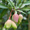Grafted Valencia Pride Mango Tree 2-3 Feet - Mangifera indica, 3 Gallon Pot, Ideal for Home Gardens