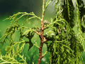 10 Seeds Cupressus torulosa Himalayan Cypress Tree Conifer