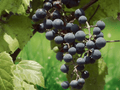 5 Seeds Vitis riparia Riverbank Grape Vine Hardy Native Climber