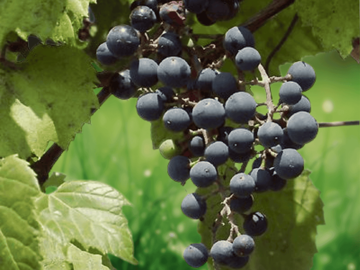 5 Seeds Vitis riparia Riverbank Grape Vine Hardy Native Climber