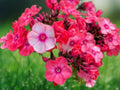 50 Seeds Sunset Coral Phlox Perennial Border Cut Flower Butterfly Garden