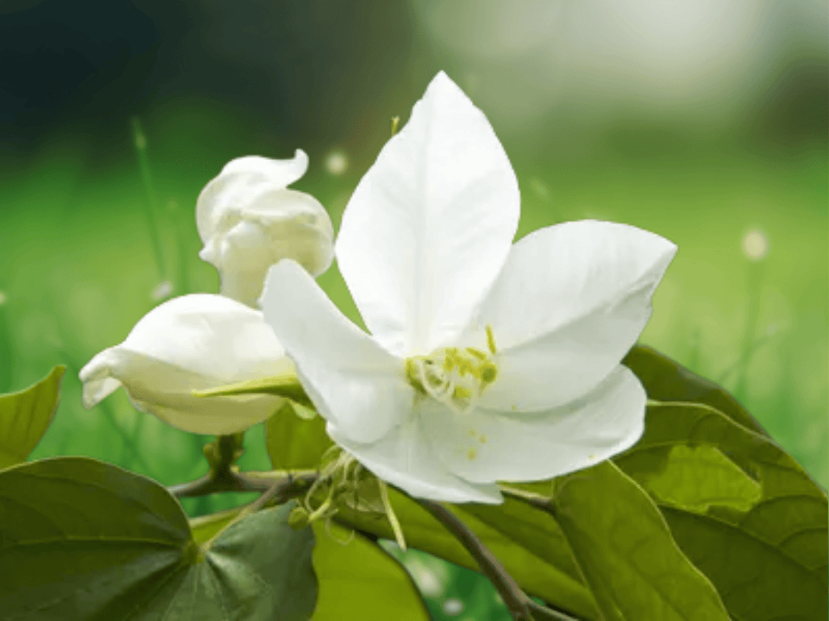 5 Seeds Bauhinia acuminata White Orchid Tree Dwarf White Flowering Patio