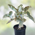 Kalanchoe Beharensis Velvet Elephant Ears Cuttings – Unique Succulent Plant for Home Decor