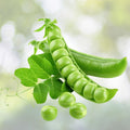Sugar Daddy Snap Peas Seeds, Heirloom Variety, 500+ Seeds for Salads and Snacks, Pisum sativum