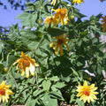 Red Organic Jerusalem Artichoke Tubers 5 Pack   Medium/Small Helianthus tuberosus for Planting