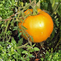 Petunia Seeds 100 Count Candy Pops Yellow Garden Flower Seeds for Spring Planting Petunia x hybrida