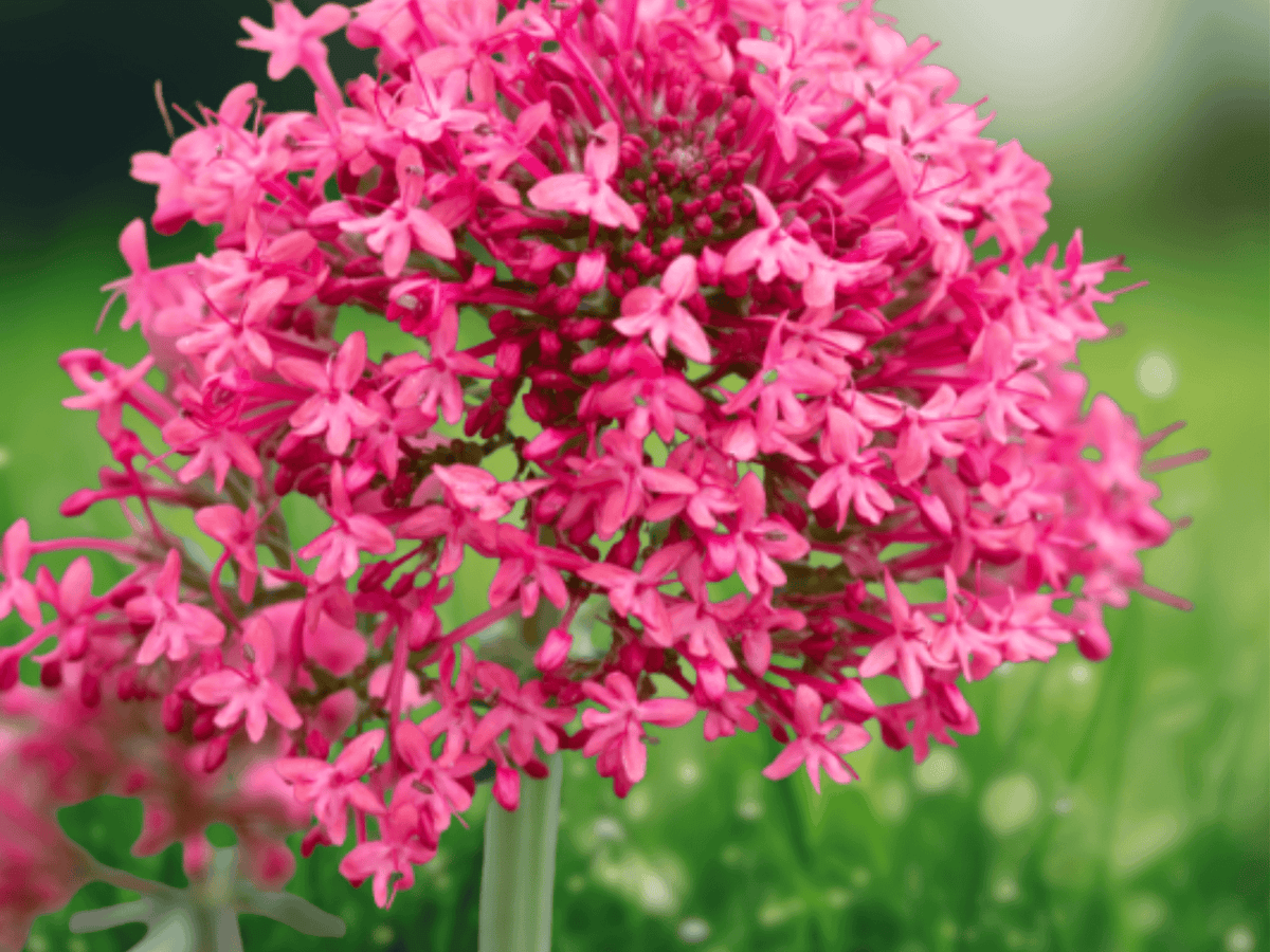 5 Seeds Centranthus ruber var. coccineus (Jupiter's Beard) – Red Flowering Perennial