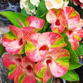 Variegated Crown of Thorns Cutting - Lullabye Thai Hybrid Euphorbia milii Succulent Plant