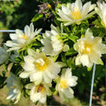 Barbados Gooseberry Rose Cactus Seeds – Pereskia aculeata – Exotic Cacti for Planting – 10 Seeds