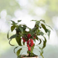 Jalapeno M Pepper Seeds | NON-GMO Heirloom Seeds | Fresh Garden Seeds | Capsicum annuum