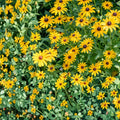 Rudbeckia Seeds 125+ Rustic Tangerine Black-Eyed Susan Annual Flower Seeds Garden Rudbeckia hirta