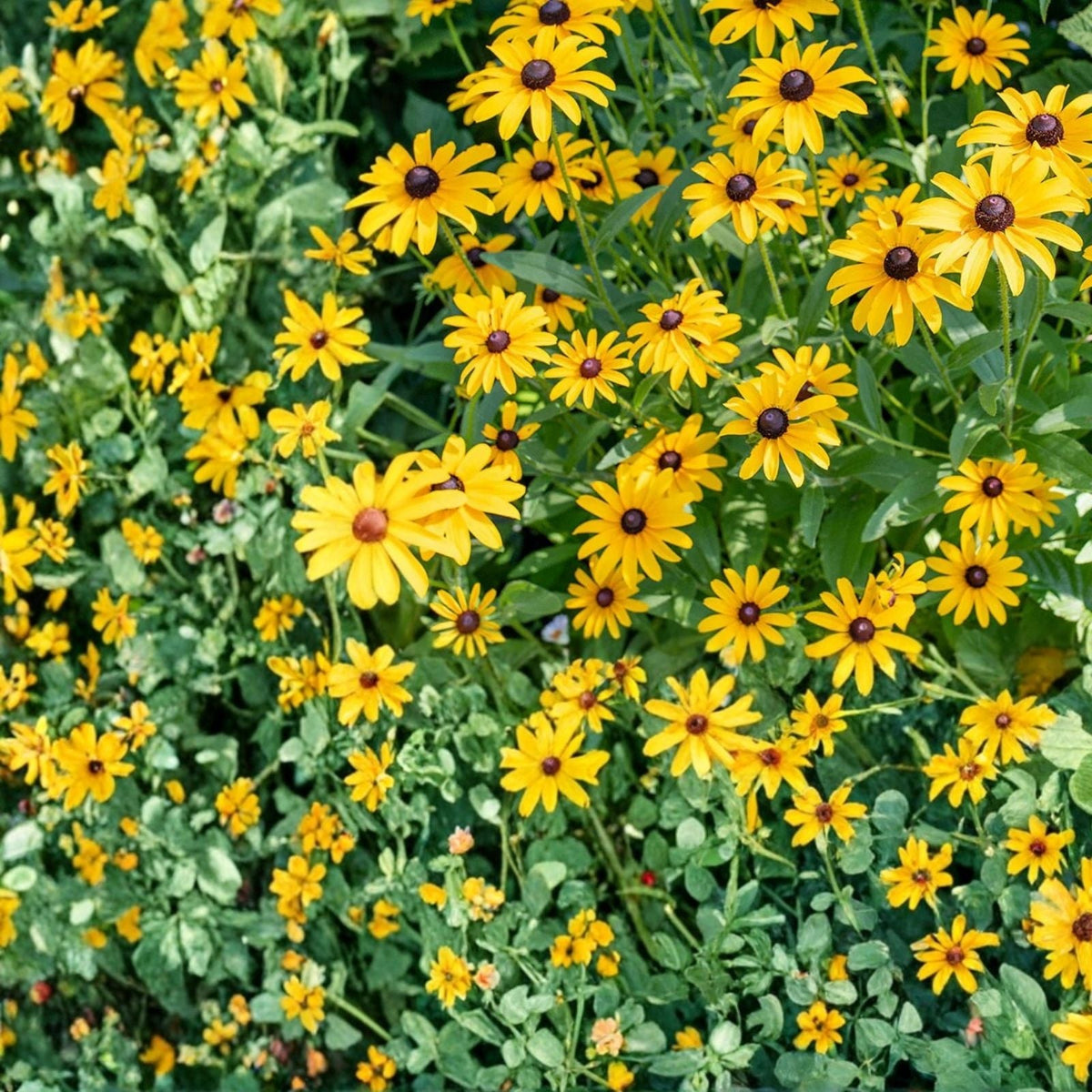 Rudbeckia Seeds 125+ Rustic Tangerine Black-Eyed Susan Annual Flower Seeds Garden Rudbeckia hirta