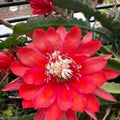 Epiphyllum 'Indian Fox' Unrooted Cutting - Rare Orchid Cactus - Exotic Houseplant Propagation Material