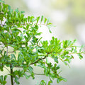 Water Oak Seedlings 10"-1ft Live Plants 5-Pack, Quercus nigra, Native Trees for Landscaping, Reforestation, Wildlife Habitat