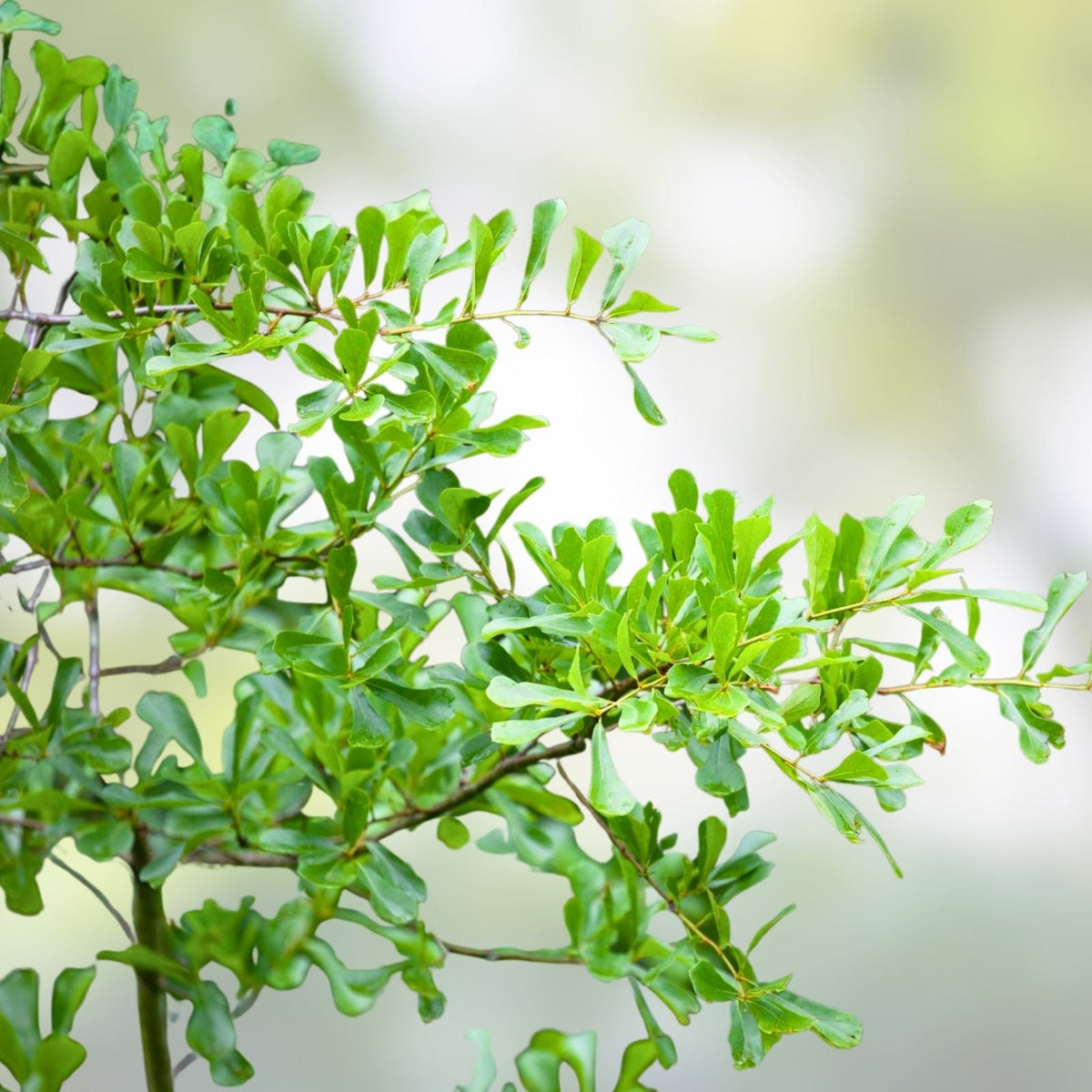 Water Oak Seedlings 10"-1ft Live Plants 5-Pack, Quercus nigra, Native Trees for Landscaping, Reforestation, Wildlife Habitat