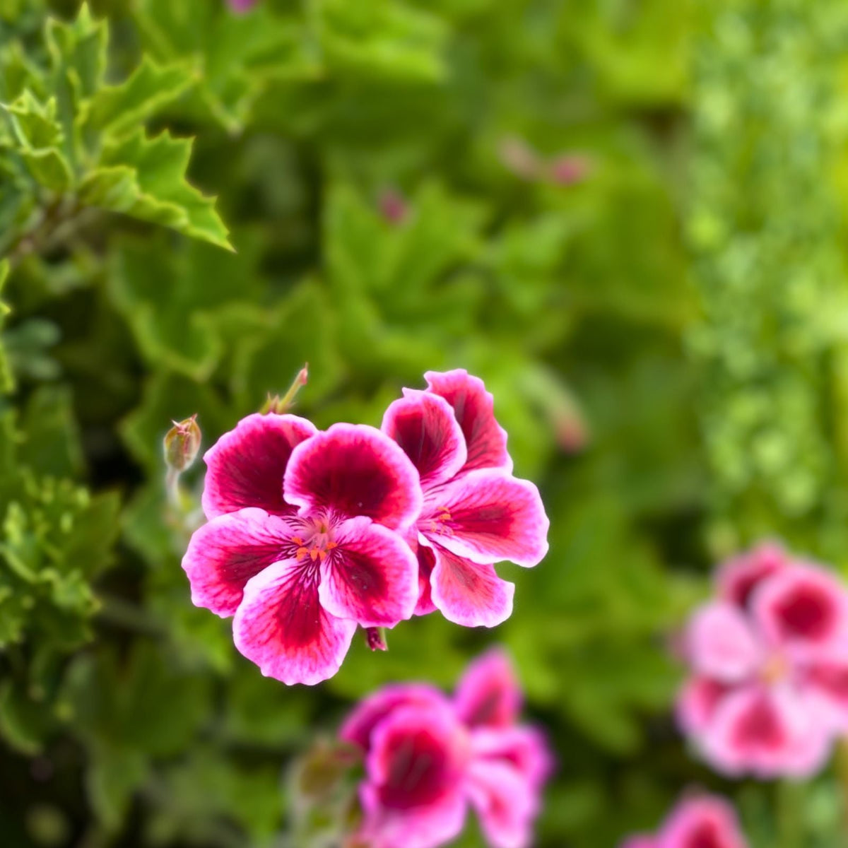 Fresh Geranium Cuttings - 2 Starter Cuttings - Bright Pink & Black - Pelargonium spp.