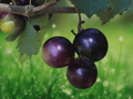 5 Live Plants Muscadine Grape Southern Home Vitis Starter Plant