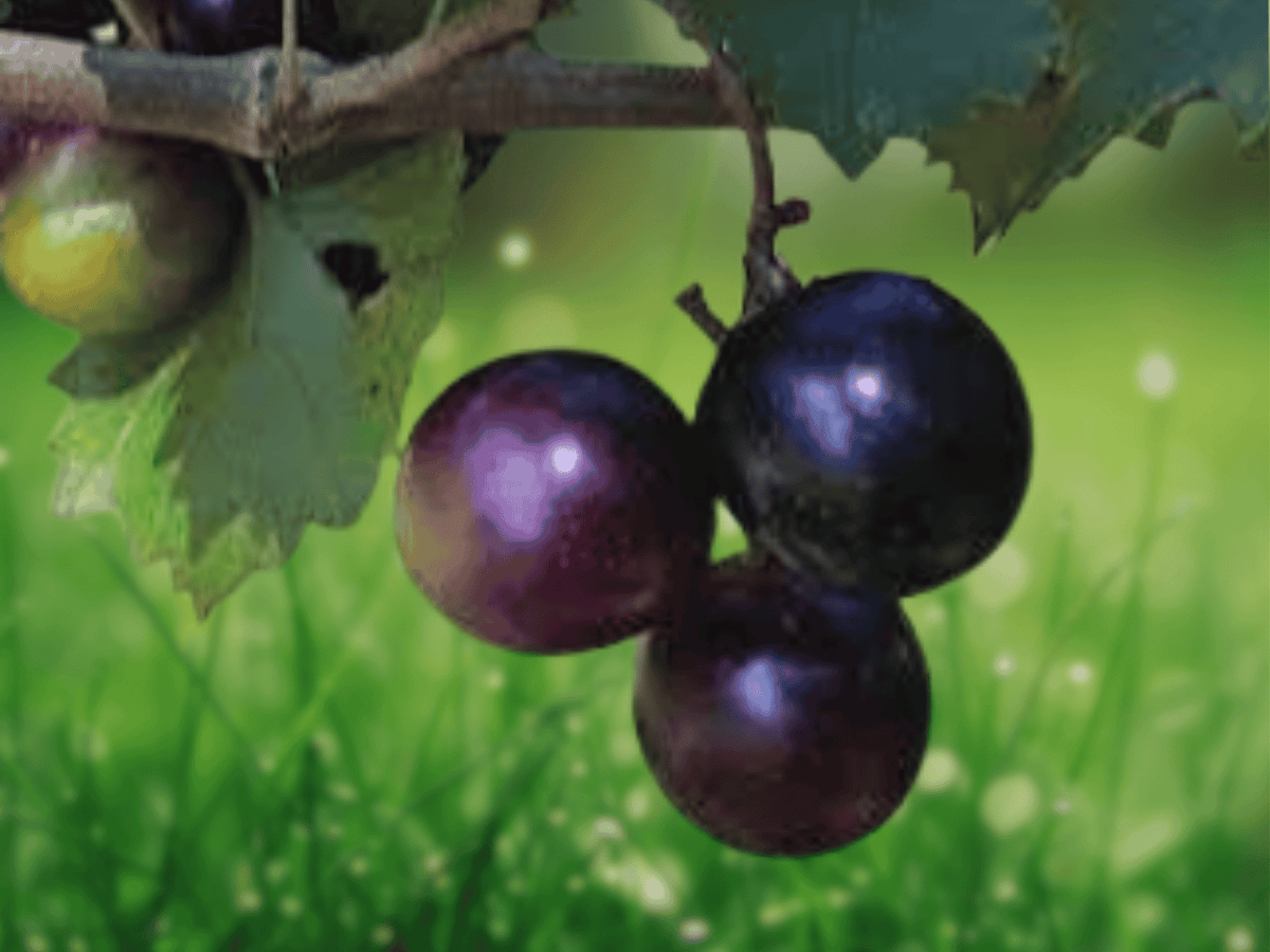 5 Live Plants Muscadine Grape Southern Home Vitis Starter Plant