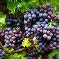 Jupiter Seedless Table Grape Cuttings - 5 Pcs - Vitis labrusca - US Seller