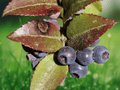 10 Seeds Vaccinium ovatum Evergreen Huckleberry Shrub Ornamental Native Berry