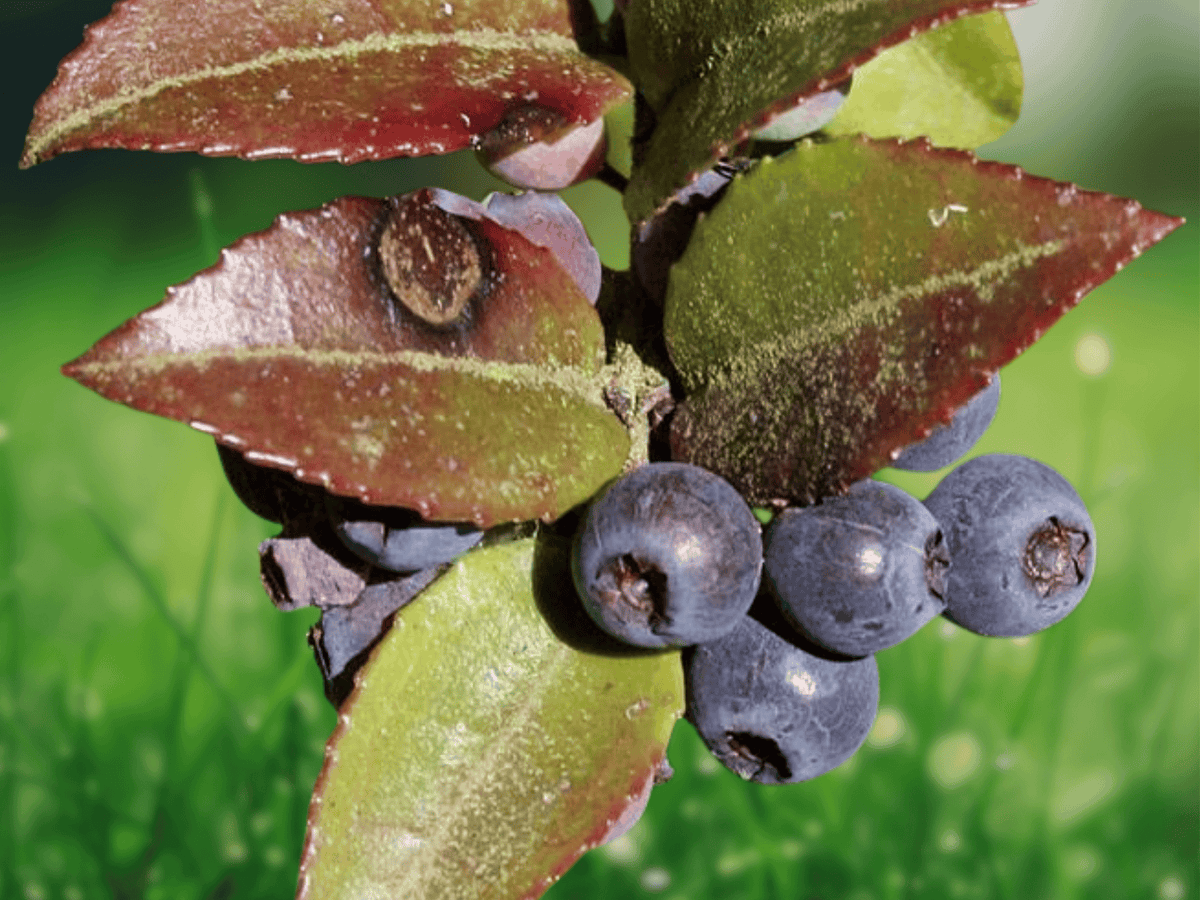 10 Seeds Vaccinium ovatum Evergreen Huckleberry Shrub Ornamental Native Berry