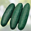 Slicer Cucumber Seeds 50 Pack Marketmore Variety Cucumis sativus for Home Gardening