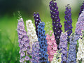 50 Seeds Delphinium Millennium Star, Tall Spikes of Sky Blue & Violet Blooms, Elegant Perennial Flower for Cottage Gardens & Bouquets
