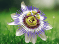 5 Seeds Blue Bouquet Passionflower Passiflora caerulea Exotic Climbing Vine