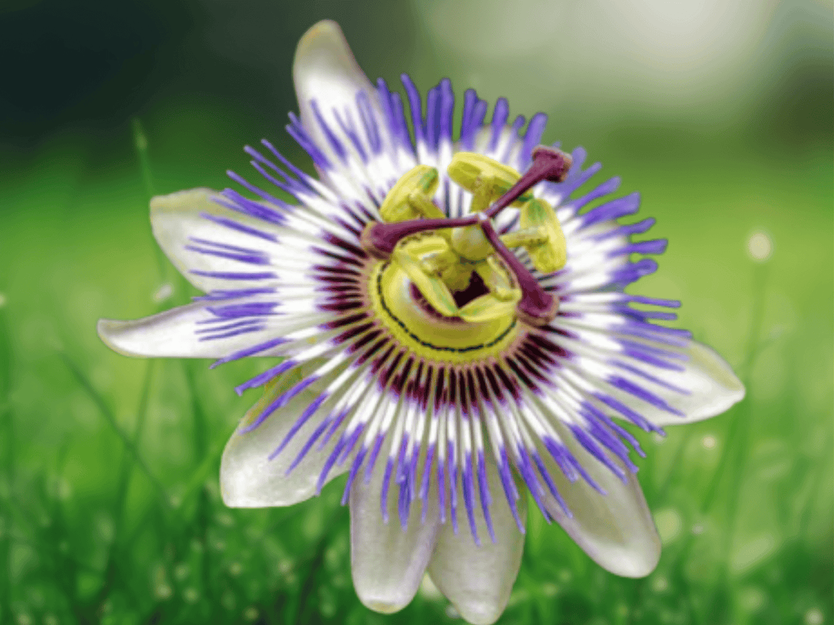 5 Seeds Blue Bouquet Passionflower Passiflora caerulea Exotic Climbing Vine