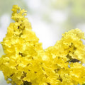 Yellow Lilac Seeds for Planting, 50+ Seeds, Bonsai-Ready Syringa vulgaris, Fragrant, Ornamental Flowering Shrub