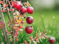 10 Seeds Vaccinium macrocarpon Cranberry Shrub