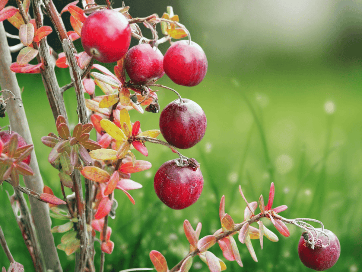 10 Seeds Vaccinium macrocarpon Cranberry Shrub