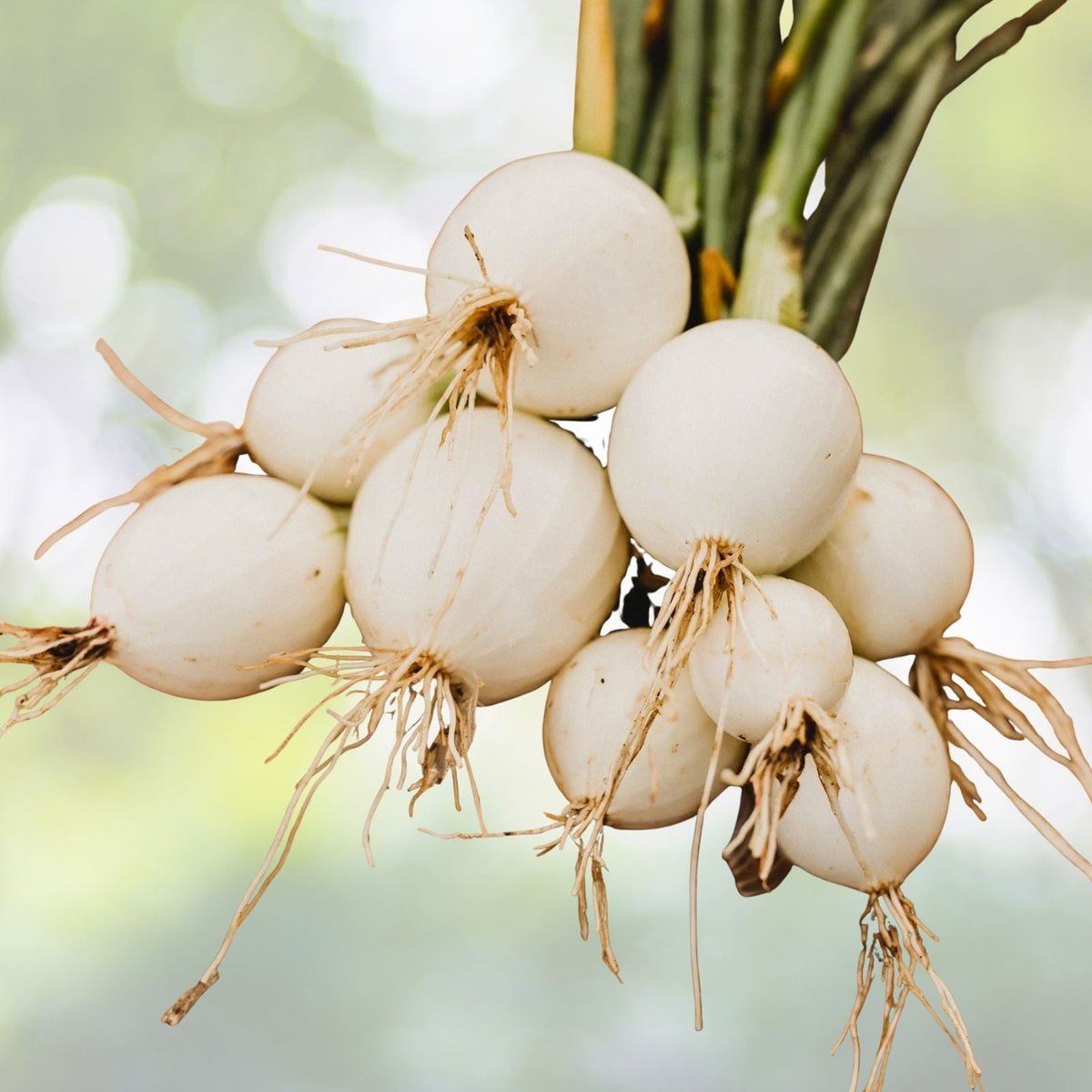 Early White Grano Onion Seeds | Non-GMO Heirloom | Fresh Garden Seeds | Allium cepa