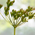 Caraway Seeds | Heirloom NON-GMO | Fresh Garden Seeds | Carum carvi - Organic Culinary Herb Seeds for Cooking and Baking
