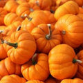Libby Pumpkin Seeds 20 Count Edible Snack Seeds Elongated Brown/Orange Cucurbita pepo