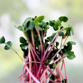 Red Arrow Radish Seeds Bulk 2500 Count | Microgreens for Garden | Raphanus sativus