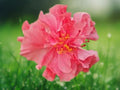 20 Seeds Double Pink Hibiscus Tropical Perennial Large Ruffled Blooms Attract Butterflies Easy Grow Exotic Garden Plant