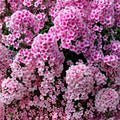 Phlox Seeds 125 Count Strawberry Peach Annual Flower Garden Seeds Phlox paniculata