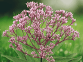 10 Seeds Eupatorium purpureum Sweet Joe Pye Weed